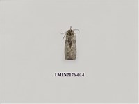 藏品(臺灣銀斑異波紋蛾)的圖片